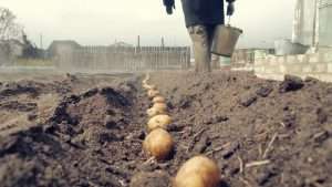выращивание картофеля без окучивания