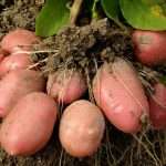Советы огородникам, как вырастить хороший урожай картофеля