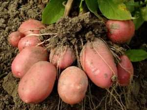 как вырастить хороший урожай картофеля