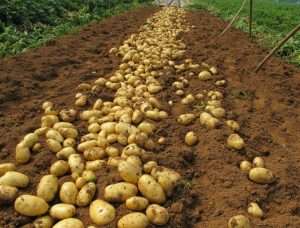 как вырастить хороший урожай картофеля
