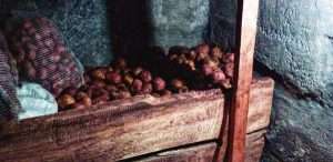 хранение картофеля в погребе