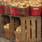 Хранение картофеля в погребе: срок, условия, подготовка