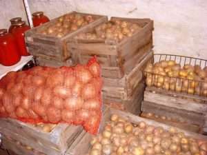 хранение картофеля в подвале
