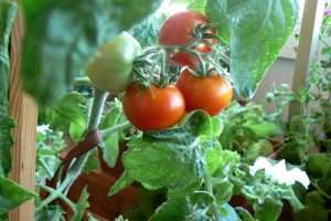 выращивание помидор на подоконнике